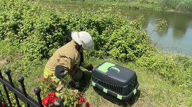 Düzce'de Melen Çayı'nda mahsur kalan köpek yavrusu kurtarıldı