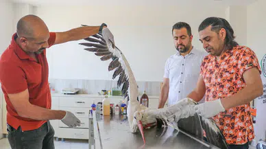 Göç yolunda elektrik akımına kapılan leyleğe tedavi 