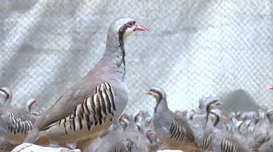 Malatya'da 8 bin kınalı keklik doğaya salınacak