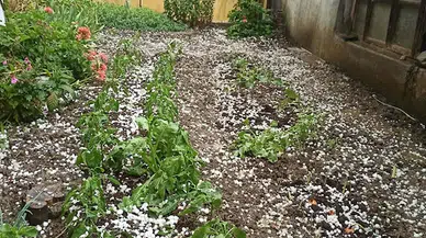 Manisa'da dolu yağışı; tarım arazileri zarar gördü