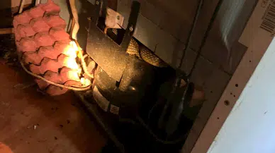 Buzdolabının motoruna giren yılan çıkarılıp doğaya salındı 