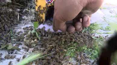 İstanbul- Büyükçekmece'de oğul veren binlerce arı binanın çitlerini sardı 