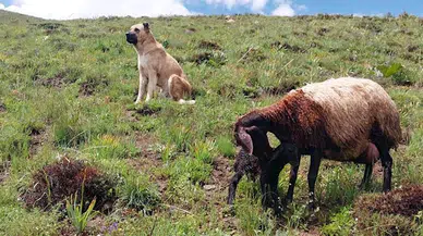 Kayıp sandıkları çoban köpekleri Kral'ı, yaylada doğum yapan koyunun yanında buldular