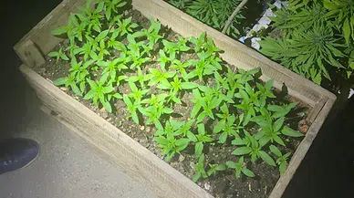 Evinin bahçesinde kenevir yetiştiren şüpheli yakalandı