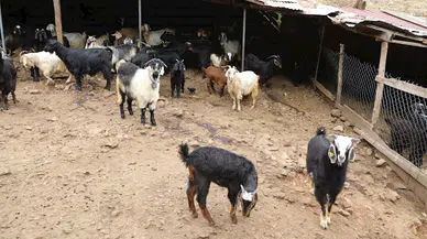 Muğla'da kıl keçisi projesi devam ediyor