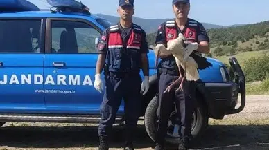 Amasya'da jandarmanın bulduğu yaralı leylek, tedavi edilecek