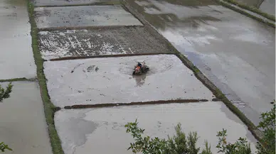 Ilgaz eteklerindeki Tosya'da çeltik üreticileri ekim mesaisine başladı