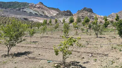 7'nci kez taşınan ilçe yeşerdi; 'nakil ağaçlar' meyve verdi 
