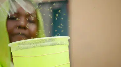 Cibuti’de sıtmayı karşı genetiği değiştirilmiş sivrisinekler doğaya salındı 