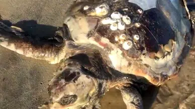 Edirne’de sahile ölü caretta caretta vurdu