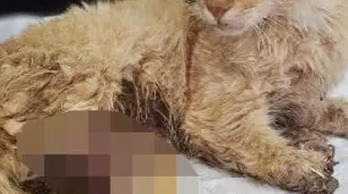 Kayseri'de 3 ayağı kesilmiş halde bulunan kedi öldü 