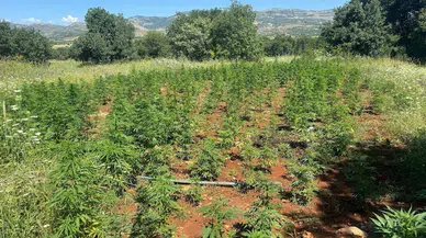 Diyarbakır’da 102 bin kök kenevir ele geçirildi