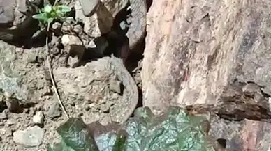 Van'da, Türkiye'nin en zehirli yılanı görüntülendi