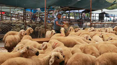 Adana’da kurbanlık kilogram fiyatları belirlendi
