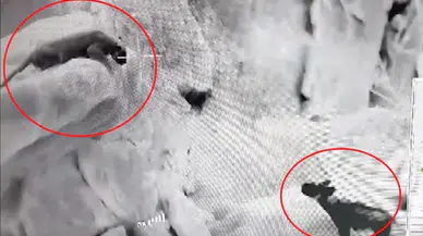 Cudi Dağı'nda, Anadolu parsı ve sırtlanın karşı karşıya geldiği anlar termal kamerada