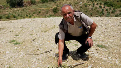 Arazisine diktiği 1100 zeytin fidanı traktörle ezildi