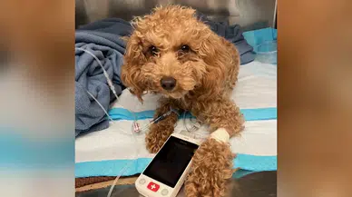 ABD polisi, sahibinin şiddet uyguladığı küçük köpeğin hayatını kurtardı