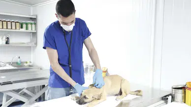 Aydın'da evcil hayvan bakım ve rehabilitasyon merkezi çalışmalarını sürdürüyor  