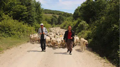 Samsun'da sürülerin yayla yolculuğu