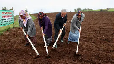Ordu'da tescilli Akkuş şeker fasulyesinin ekimi gerçekleştirildi
