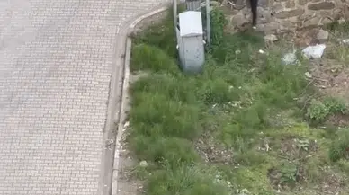 Tekmelediği kediyi öldürüp, fırlattı, 'kendimde değildim' dedi