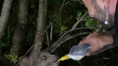 Rize'de yolda gördüğü yavru ayıyı biberonla besledi