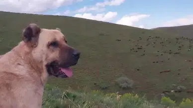 Erzurum'da çoban koyun sürüsünü ağıla geri getirdi. 2 hayvanın kayıp olduğu fark edildi. Hayvanları arayınca buldukları yer ağlattı
