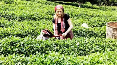 Çay Fiyatını devlet değil Özel Sektör Belirledi