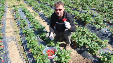 Samsun'da organik çilek bahçesinde müşteriler kendi ürününü topluyor