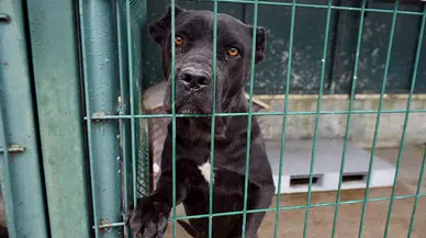 TBB Hayvan Hakları Yürütme Kurulu Üyesi Av. Ekmekçi: Toplumsal barış ağır yara alır