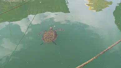 Prof. Dr. Ayas: Deniz kaplumbağalarını beslemek, göçe çıkmalarına engel olur