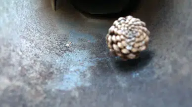 Kastamonu'da çam kozalaklarından elde edilen tohumlar bölgenin ihtiyacını karşılıyor