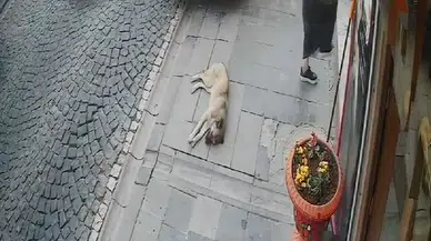 Kaldırımda uyuyan köpek, taksinin altında kaldı