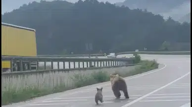 Tokat'ta karayoluna çıkan anne ayı ve 2 yavrusu kamerada