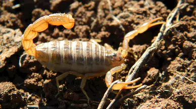 40 yıldır bilinen akrebin, yeni bir tür olduğu keşfedildi