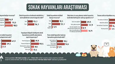 Sokak hayvanları araştırması: Yüzde 53,7 tehlikeli bulmuyor, çözüm kısırlaştırma