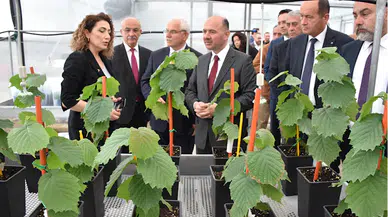 Giresun'da doku kültürü ile üretilen fındık fidanları toprakla buluştu
