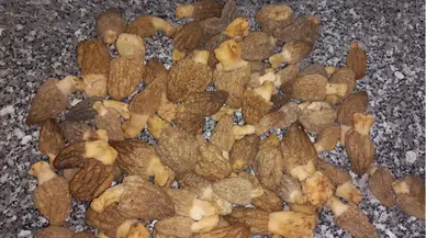 GRAFİKLİ - Uzmanından yabani mantarlar konusunda tavsiyeler