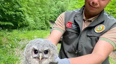 Kargı ormanlarında bulunan yavru baykuş koruma altına alındı
