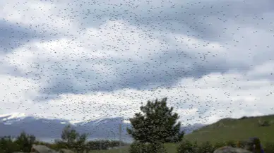 Çıldır gölünde ‘yeşil sinek’ istilası