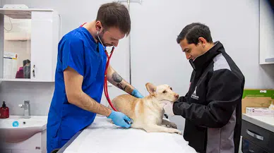 Büyükşehir'de Veteriner İşleri Halk Sağlığı Dairesi Başkanlığı kuruldu