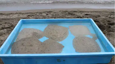 Trabzon'da 10 kalkan denize bırakıldı