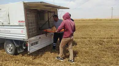 Mardin'de biçerdöverin altında kalan köpeğin 3 ayağı koptu