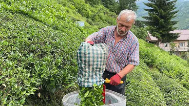 ÇAYKUR'da Yaş Çayda Kontenjan Kaldırıldı!