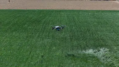 Aydınlı çiftçiler, dron ile gübre uygulaması yapılmasından memnun