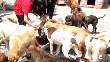 Okulda takı üretip satan Derya öğretmen ve öğrencileri, sokak köpeklerine can oldu