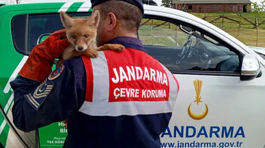 EDİRNE Bitkin bulunan yavru tilki, bakım sonrası doğaya bırakıldı (VİDEO EKLENDİ)