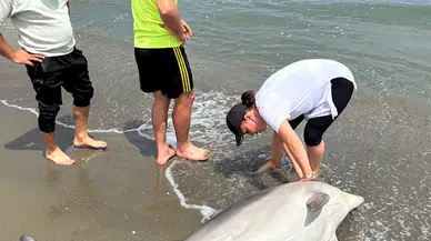 Sinop’ta kıyıya vurmuş ölü yunus bulundu