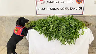 Amasya’da kenevir yetiştiren bir şüpheli tutuklandı