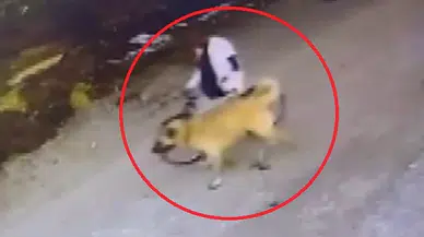Bisikletle gelip, kangal köpeğini çaldığı anlar kamerada